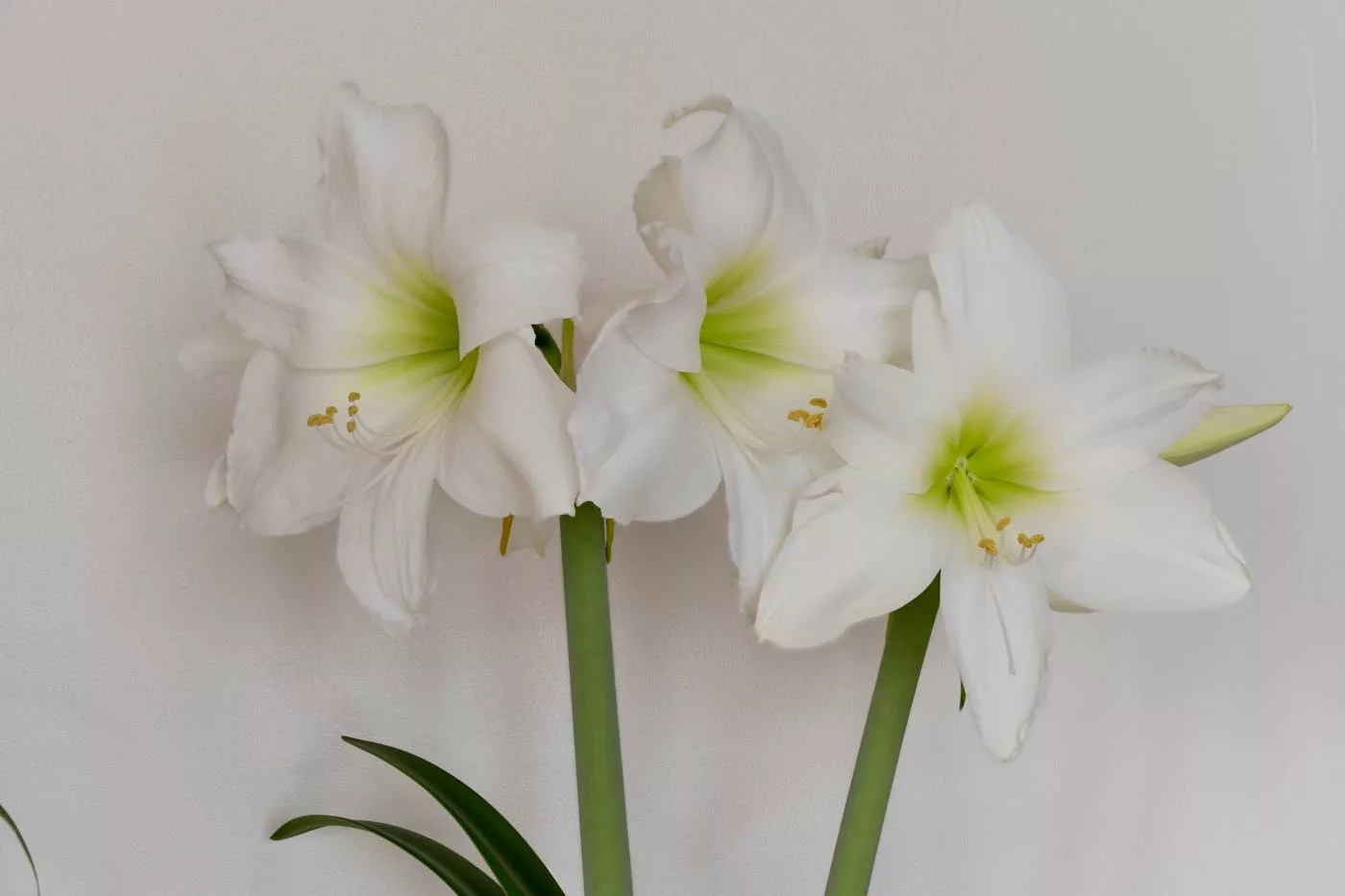 Amaryllis blanc pour mariage d'hiver